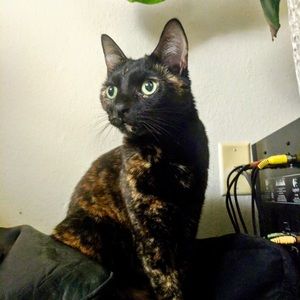 Meet your Posher, Devin